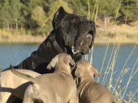 DEV CANE CORSO YAVRULARI