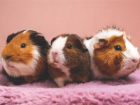 hamster gonzalez gunıea pıg