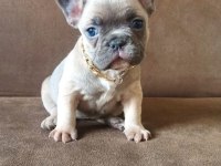 French Bulldog A kalite Yavrular