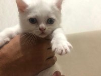 2 adet 1 tane erkek 1 tane dişi 2 aylık scottish fold