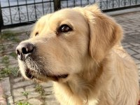 Dişi Safkan Golden Retriever
