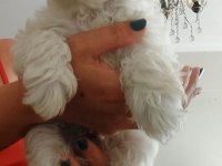MALTİPOO BEBEKLER DİŞİ ERKEK MEVCUD