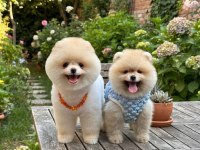 Irk ve Sağlık Garantili Pomeranian Boo