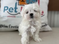 Tea cup kore kan maltese ziyarete açık
