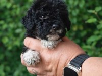 Çikolata Poodle ve siyah inciler