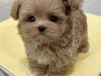 Enerji Bal Bebek Maltipoo