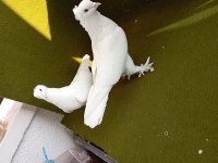 Limon takkalı takım güvercin