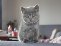 BRİTİSH SHORTHAİR DİŞİ VE ERKEK BLUE