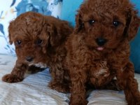 Toy Poodle Yavrularımız
