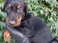 IRK VE SAĞLIK GARANTİ SAF KAN DOBERMAN YAVRULARIMIZ