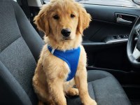 Ev ve bahçeniz için golden retriever kapıda ödeme mevcuttur