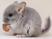 Acil Çift Yada Tek Chinchilla