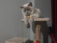 British blue point