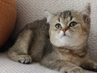 Yakışıklı yavru british shorthair