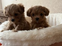 MALTİPOO YAVRULARI ANKARA