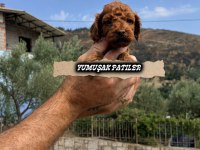 ORİJİNAL TOY POODLE