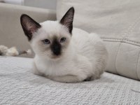 Safkan siyam kedisi yavrular