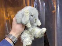 TEDDY LOP tavşanı sütten kesilenler