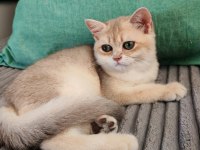 Yeşil Gözlü Blue Golden Erkek British Shorthair