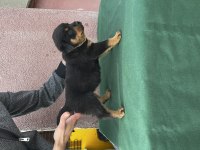 Rottweiler Bebekler
