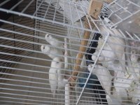 Albino muhabbet kuşu