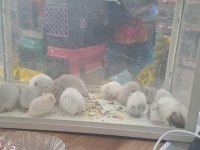 Yavru ve yetişkin hamsterler