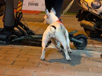 2 yaşında akıllı dişi french bulldog