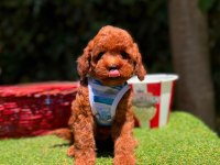Toy Poodle Yavrularımız Ömürlük Aileleri Bekliyor