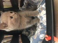1.5 aylık british shorthair