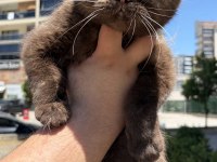 BRİTİSH DİŞİ KEDİMİZ ÜCRETSİZ