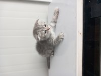 8 yavru kedi