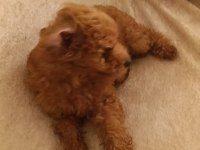 Toy poodle köpeğimiz