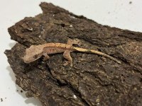 Yavru crested gecko