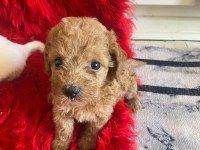 Güzel maltipoo yavrular yeni yuvalarını arıyor