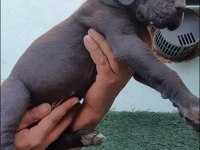 Great Dane (Danua A Şecereli)