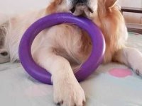 Safkan golden retriever bebekler