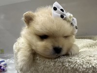 Dünyalar Tatlısı Japon Pomeranian Yavrularımız