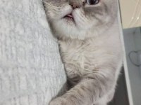 Kısırlaştırmış erkek british shorthair