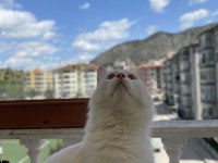 Ankara Kedisi