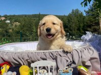 Baby face safkan golden retriever yavrularımız