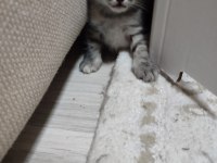 ACİL YAVRU KEDİ SAHİPLENDİRİLECEK TEKİR