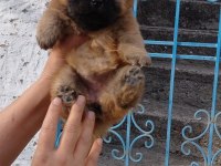 ÇİN ASLANI KÖPEĞİ