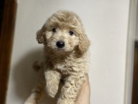 A kalite kıvırcık maltipoo bebekler