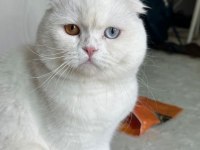 NADİR BULUNAN ÇİFT RENK SCOTTİSH LONG HAİR