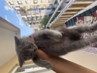 British shorthair 4 adet erkek