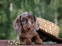 Dachshund Sosis Köpek Mini Her Renk Yavrularımız