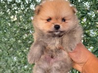 Pomeranian boo 3 aylık köpeğimiz