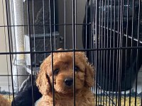 Toy poodle 2 erkek yavru sahiplendirilecek mesaj at