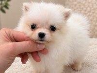Pomeranian Boo Teacup 