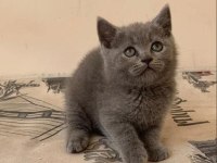 Safkan british baba şecereli yavrularımız yeni ailesi arıyor